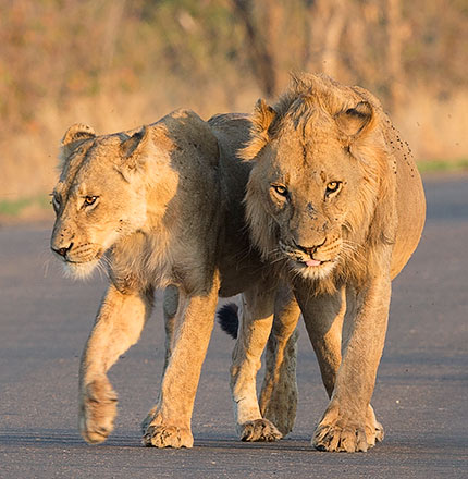Lion pair